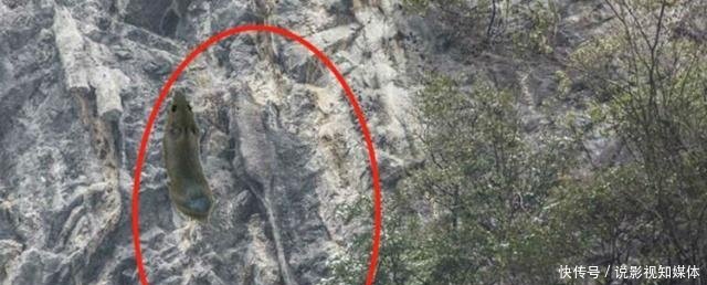 爱摄影者发现重庆1000米绝壁上，有一只长达3米的“大老鼠”