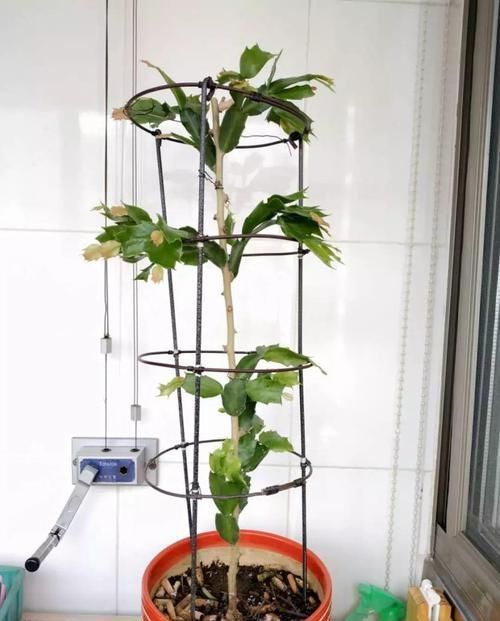 【嫁接】蟹爪兰绑到这上面,开花直冲房顶,还能多活10年