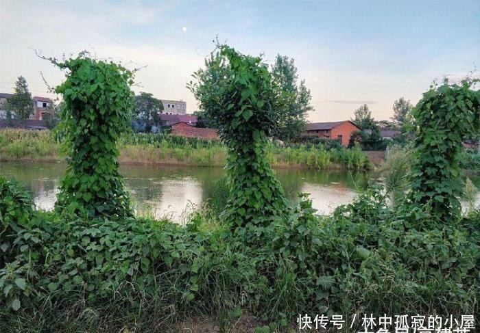  #农民#农村一种野草，农民痛恨不已，但泡酒能治风湿，如今20元