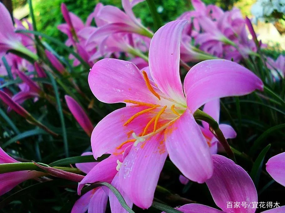  【传统】濒危物种｜百合是我国传统名花，您可见过开瓣豹子花？