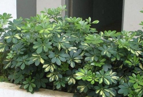  #甲醛#室内甲醛越来越多？不要紧，2种花摆客厅里，净化空气，太值！