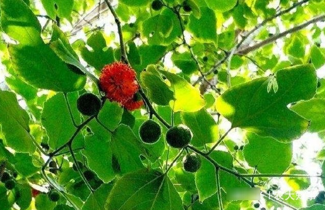  「构树」果实能食用，用途广泛，专家都说浑身是宝的树，农民却