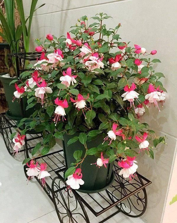 『枝条』开花像“灯笼”,独特又漂亮,四季开花,被称为最独特的阳台花