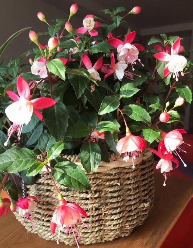  「图片作者」10种花，春天不能晒，躲屋里最安全！