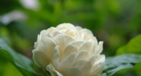  还要|比桂花还要香，阳台种2棵，全家都飘香
