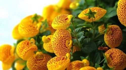  [喜欢]喜欢菊花，不如养盆荷包花，花开似荷包，大吉大利，太美了