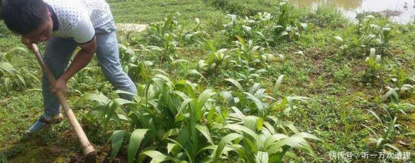 农村这种霸气农作物，有钱人才敢种，一亩投入过万，收入能过十万