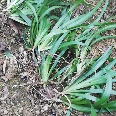  『荫蔽』扁竹根，别名蝴蝶花，生于较荫蔽而湿润的草地，花淡紫色或蓝紫色