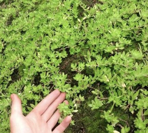  #种多肉植物#呆在家里太无聊？种植2棵“多肉”，80天后“爆盆”，繁殖一堆！