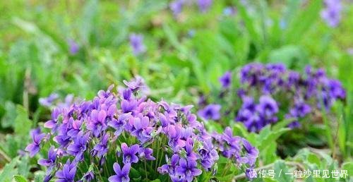  『老人』年轻人不懂的小紫花，老人见了很珍惜，价值高好看又好吃