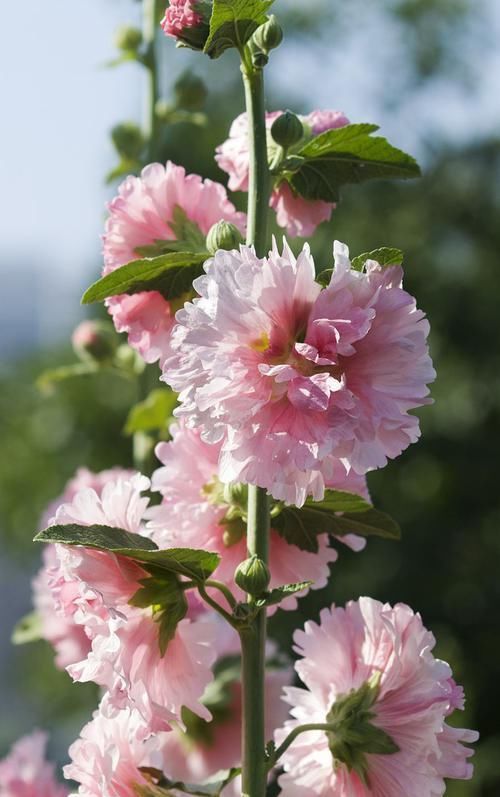  『耐寒性』在北方庭院养花，就选这两类花卉，花期长