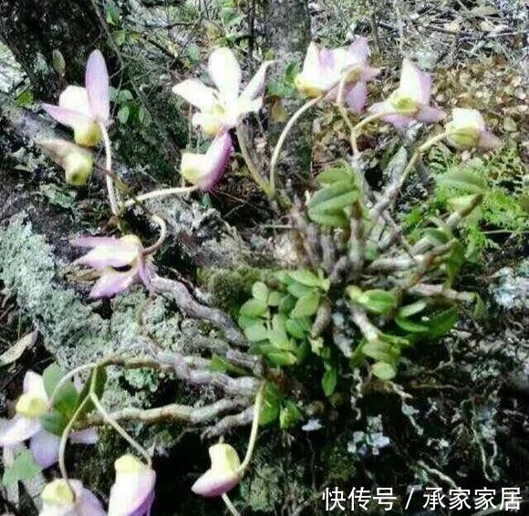 『漂亮』门前石头上长了一丛草，朋友出1000元来买，开起花来真漂亮！