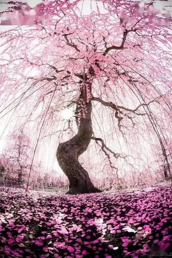  【漫步】春暖花开，谁能陪我漫步这么美的路？