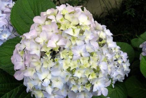  『空间』阳台空荡荡？不如养这四款花，美观又省空间，吊在阳台美成花帘
