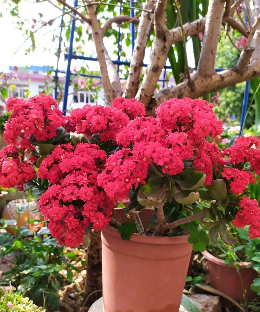  『到充足』养长寿花，做好“3防”，长寿花连年爆花不停歇，花期长达180天！