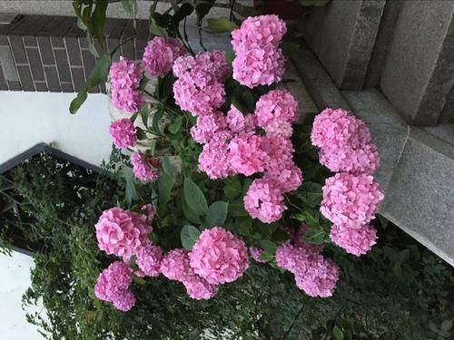 [耐阴]家里养花“光照差”？，推荐6种花，耐阴还漂亮，不见太阳就嗖嗖