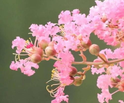 海上花语?|紫薇：谁道花无红百日，紫薇长放半年花