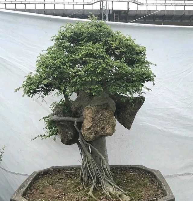  『朱立明』欣赏朱立明的盆景，学会体贴！
