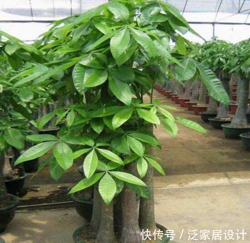  [根部]花卉种植技术：发财树根部腐烂怎么，发财树烂根救治方法步骤！