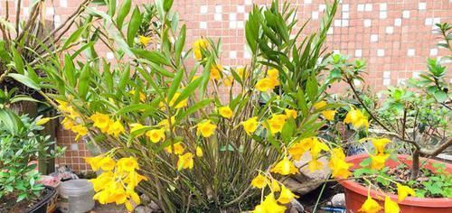  「些植物要求」植物和光照居然有这么多纠葛，光照调控花期原来是这么回事