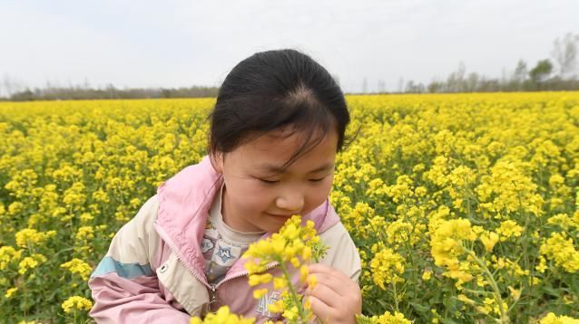  「农业结构调」景县王谦寺镇：千亩油菜花绽放“生态廊道”