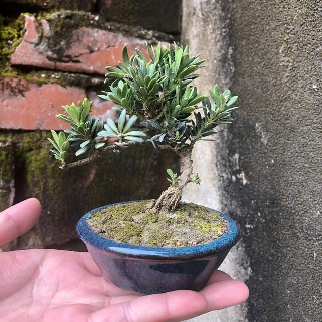  旺盛|夏季养罗汉松盆景技巧，做到3点，罗汉松叶片旺盛绿油油