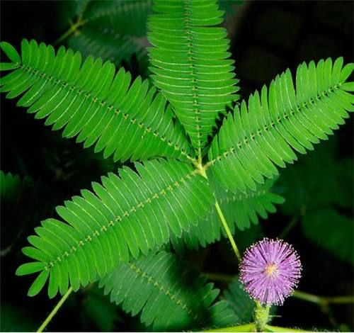  『养花』养花养个奇特的，开花就像是皇冠，全年开花不断，花开繁盛惹人爱