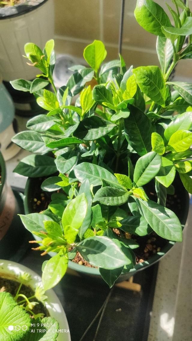于花卉修剪■修剪也得有“度”,“3种花”要悠着点,剪狠了一年不开花