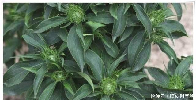 农村这一野草，浑身长满刺，以前无人敢碰，殊不知用来煲汤是一绝