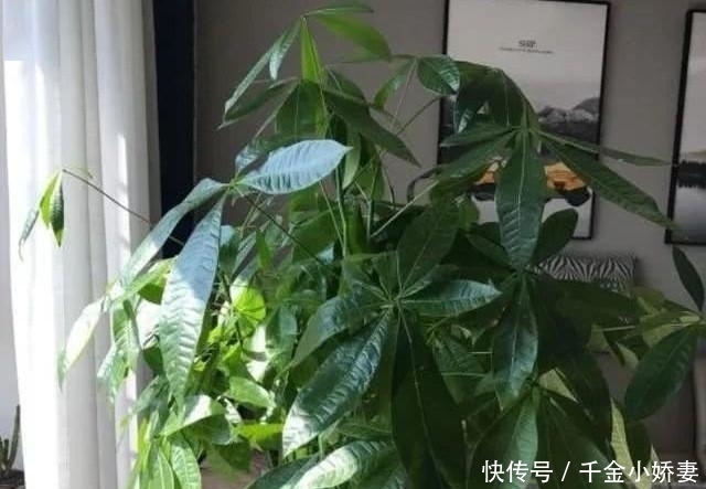 黄叶|发财树黄叶多、烂根不断?掌握“2怕”和“2勤”,叶片绿、长势猛