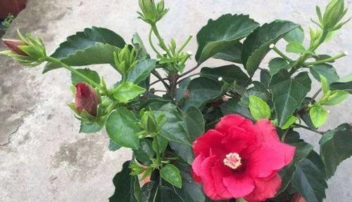  【朱瑾】此花，花期全年，而且花朵碗口大，红红火火，有院子定要养
