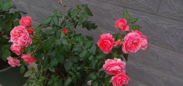  『丰花性好』狼家自育的表现到底如何，戳进来看看花友们的大实话