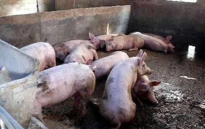  【猪肉】猪肉价格持续上涨，回农村养猪有出路吗？两个问题要考