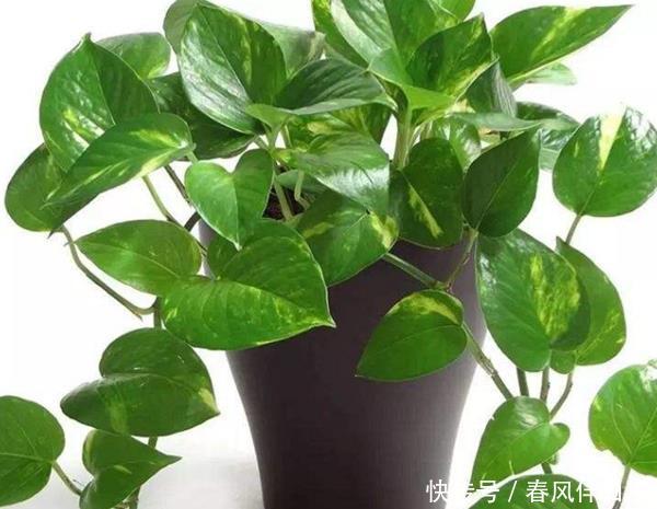  「绿萝」家养绿萝要“注意”，摆在这3个地方有麻烦，不是迷信，影响很大