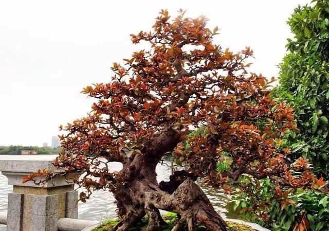 红牛盆景，牛气冲天！