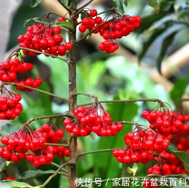  『寓意』365天都可以观果，寓意还好，富贵籽的养护方法和管理技巧分享