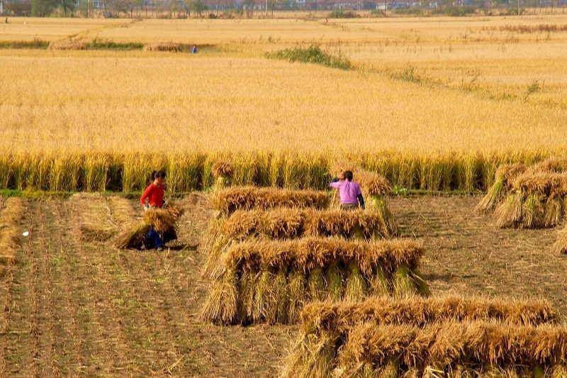 农村土地流转500元一亩，农民仍不愿意，这是为何?老农说出原因