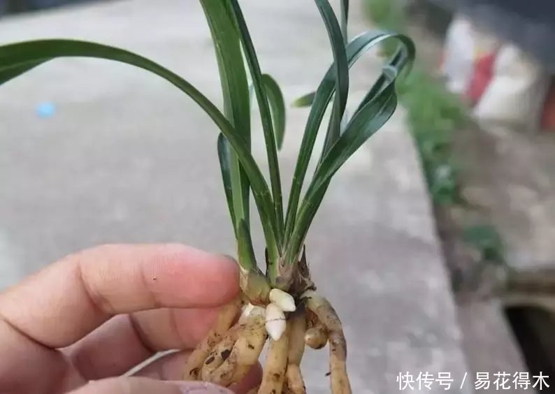  『生长期』兰花生长缓慢或停滞？莫急，也许是未到生长时