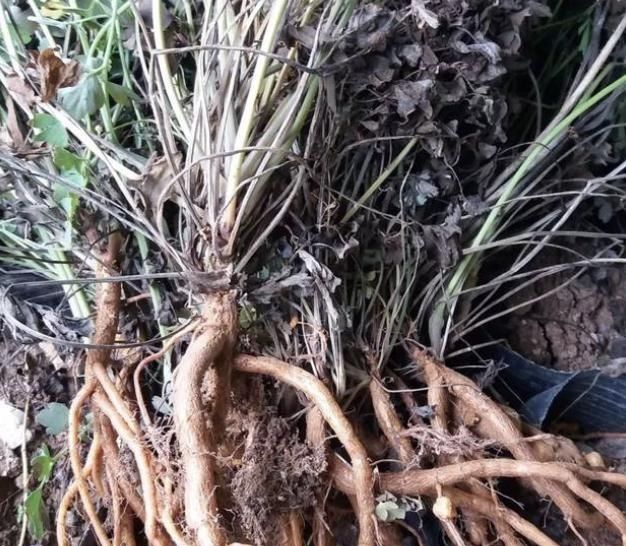  「干旱」长在石头缝里的“野草”，闻着有“臭味”，1斤卖“90元