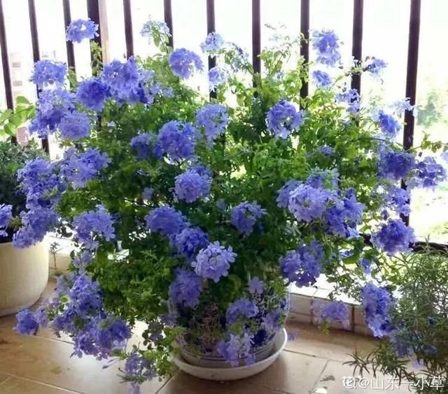  『光照』30种耐阴花，室内光照不佳，也能全年开花