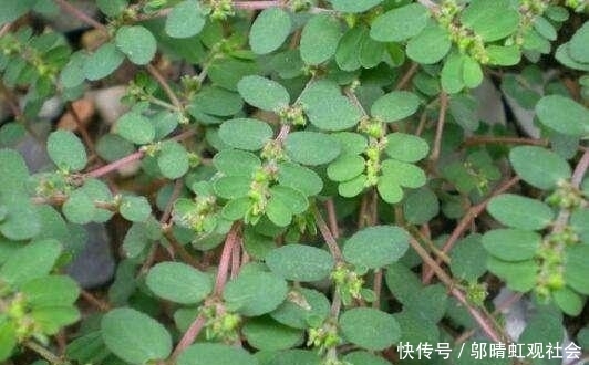  「成了」曾被农民列为“5大害草”之一的植物，现在成了稀罕物，