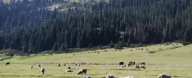 新疆的维吾尔族不能和汉族通婚吗？听完维吾尔族女孩回答就知道了