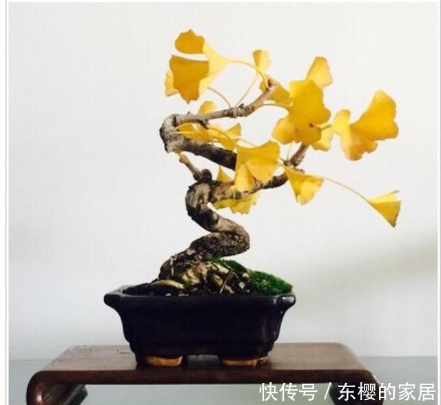 摆在|这3种花大气充满力量感,摆在客厅适当位置,满满的家庭幸福感