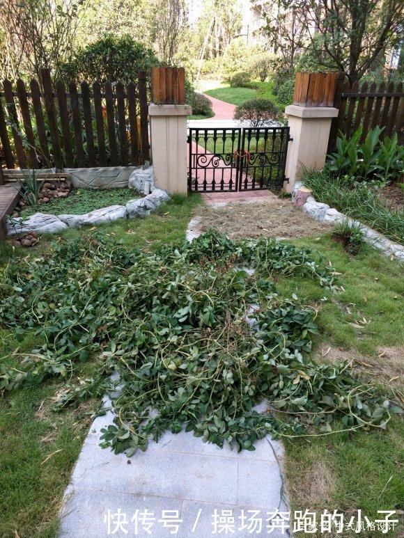  「李小姐还」她将荒芜的后院，改造成最美花园，完工一年后，让人惊艳