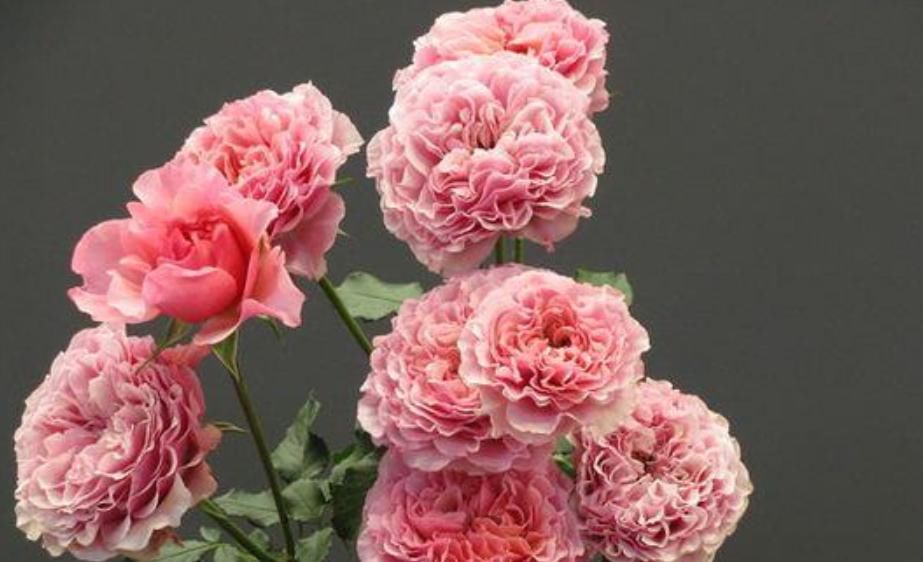  #定要注意#珊瑚果冻的养护方法，做好这“5点”四季开花，花朵各个丰满艳丽