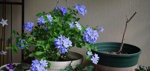 家里■家里有这“4种花”,4月多晒一晒,叶片绿、开花旺,植株抗性强!