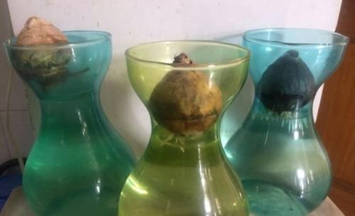  水培■买几个风信子的球茎，准备一个水培容器，添加一点清水就能养开花