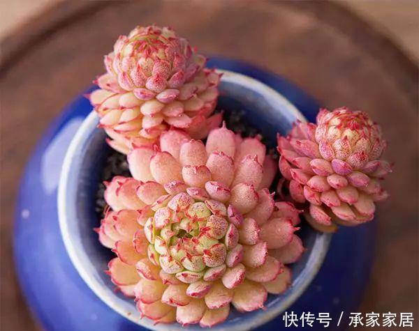  【漂亮】十大最漂亮的多肉植物，推荐景天科最漂亮的十款多肉植物