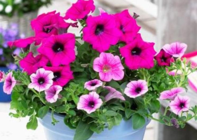  「家里」“3种花”养家里，给点阳光就灿烂，花期超长，给你一片花海！