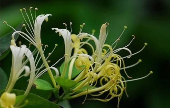  【随便】阳台就养这5种“漂亮的花”，简单好养、开花多，随便都能养爆盆